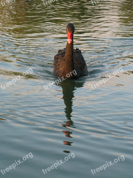 Black Swan Birds Water Bird Australian Black Swan Wildlife