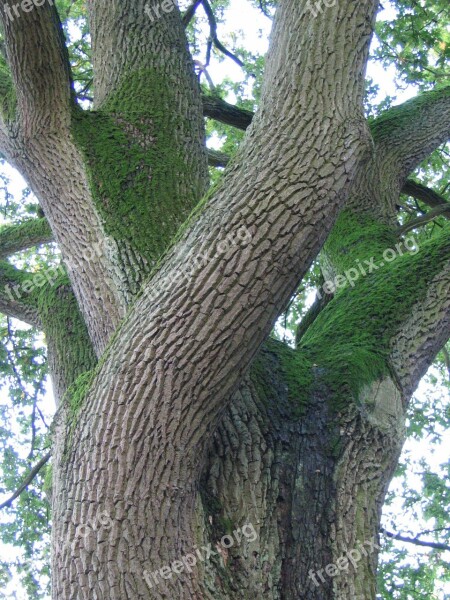 Oak Tree Nature Bark Moss