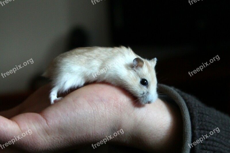 Hamster Animal Hand Free Photos