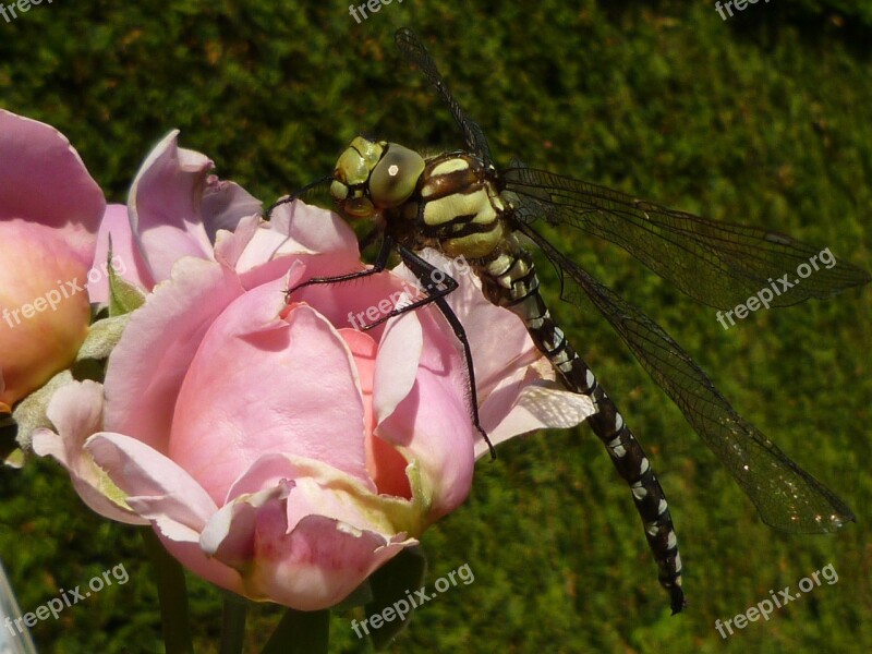 Dragonfly Insect Nature Close Up Macro Photography