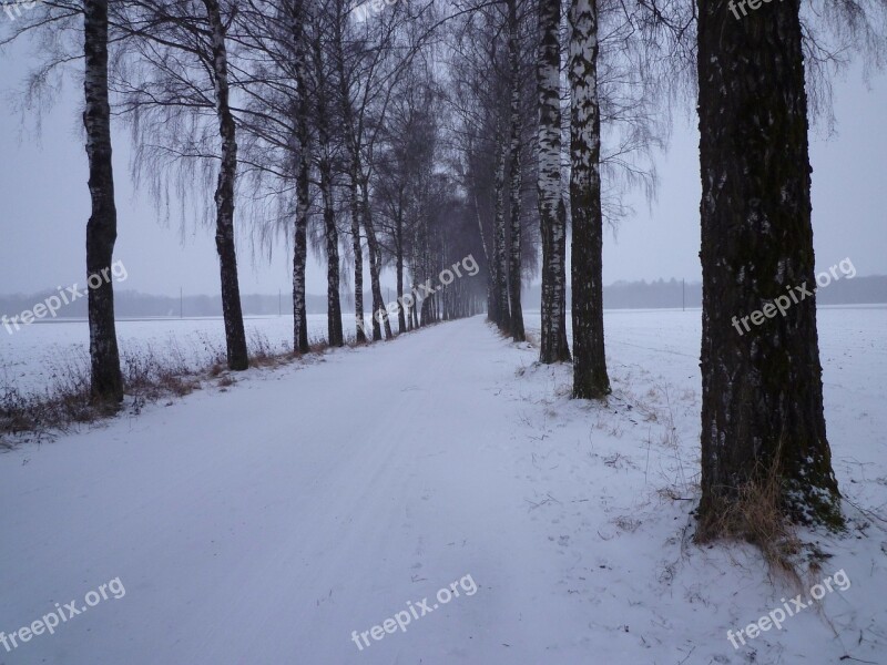 Winter Snow Evening Cold Birch Avenue