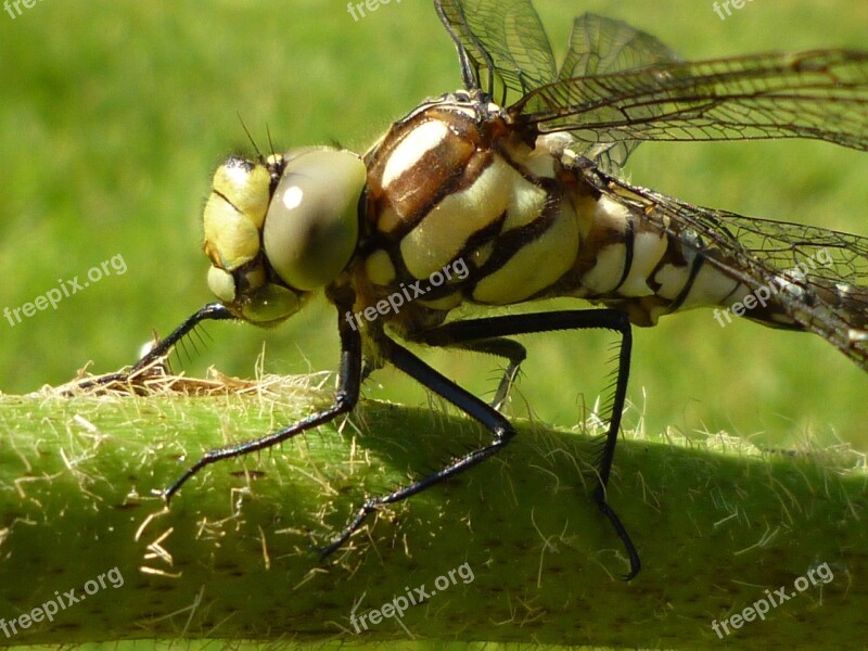 Dragonfly Insect Nature Close Up Animal