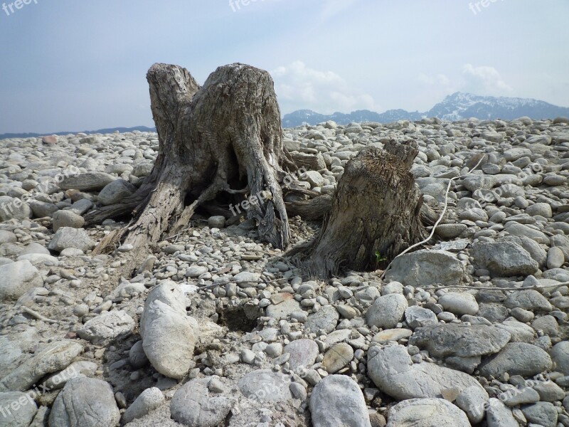 Log Old Wood Tree Water