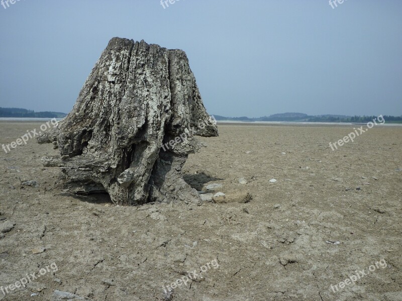 Wood Tree Log Old Grain