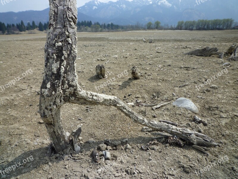 Gnarled Wood Tree Old Dead Plant