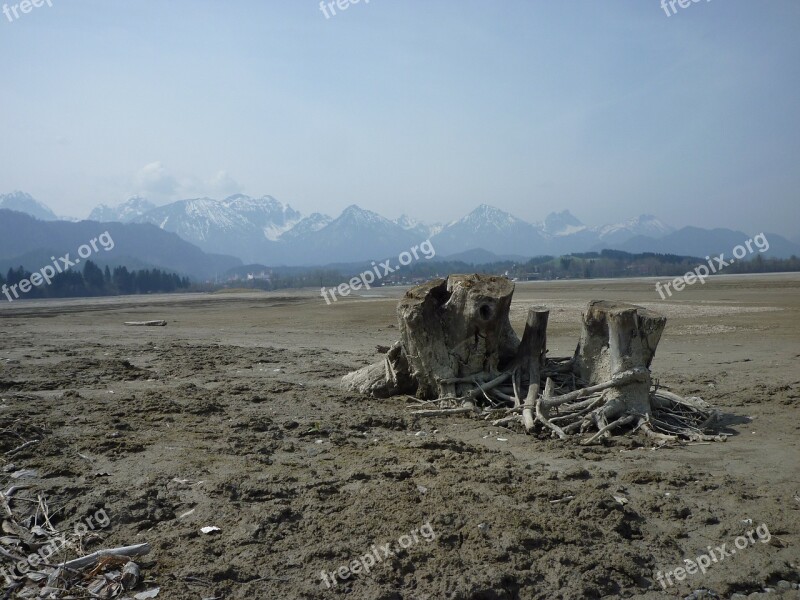 Allgäu Lake Forggensee Dry Tree Stump Water