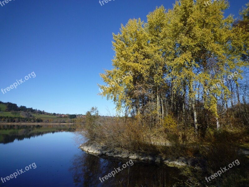 Autumn Birch Fall Foliage Tree Sky