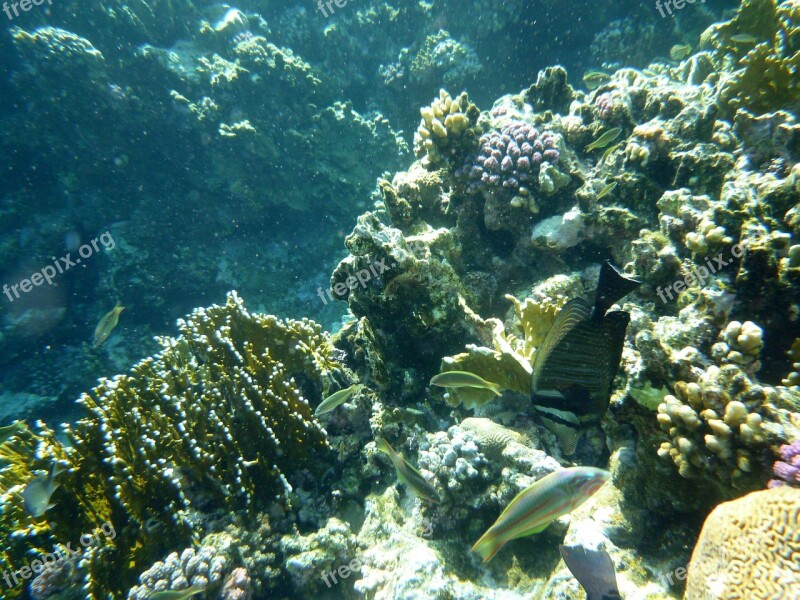 Underwater Sea Fish Coral Sea Animal