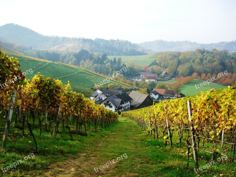 Vineyard Oberkirch Bottenau Schlatten Dilger Hof