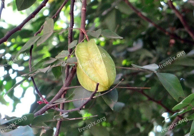 Carambola Averrhoa Carambola Starfruit Ripe Tropical Fruit