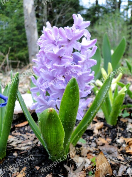 Hyacinth Flower Lavender Fragrant Spring