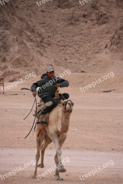 Camel Riding Egypt Sinai Desert Camel