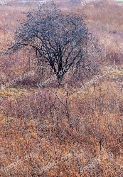 Tree Winter Desolate Nature Landscape