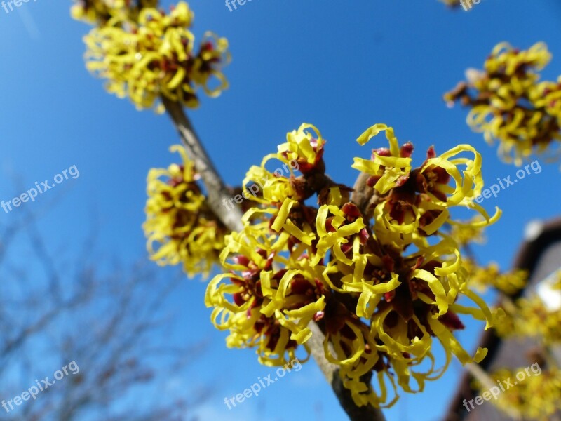 Witch Hazel Hamamelis Mollis Early Bloomer Flower Blossom