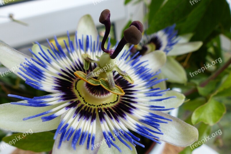 Passion Flower Houseplant Flower Blossom Bloom