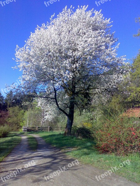 Cherry Tree Blossom Bloom White Free Photos