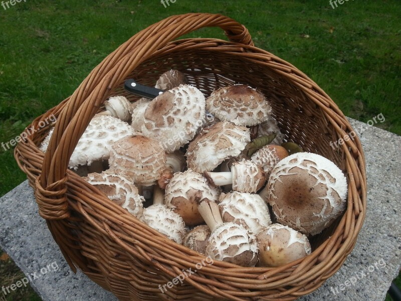 Mushroom Basket Parasol Basket Mushroom Picking Free Photos