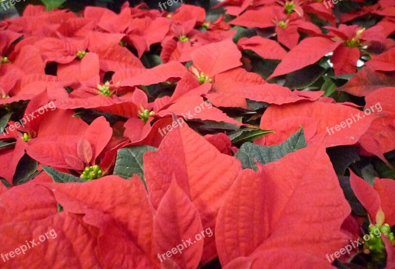 Christmas Terne Flower Red Advent Plant