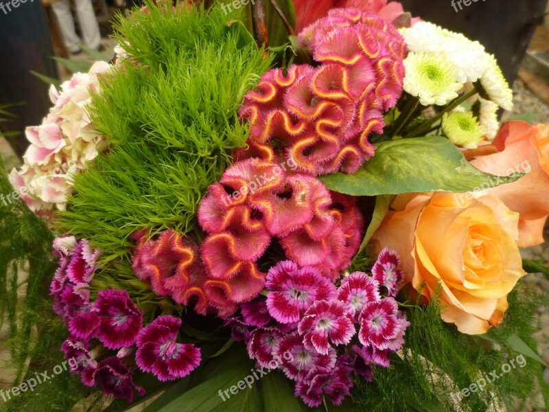 Colorful Floral Arrangement Bouquet Cloves Free Photos