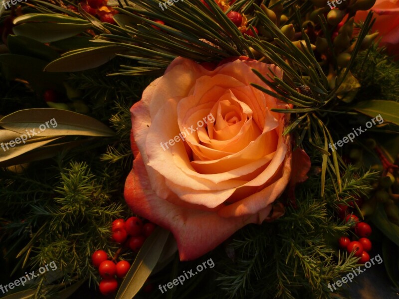 Rose Christmas Bouquets Plant Romantic