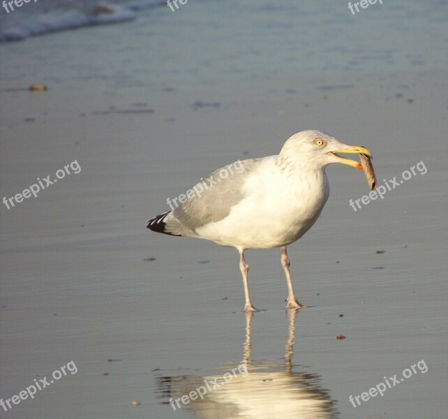 Seagull Beach Sea Free Photos