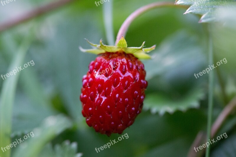 Fruit Strawberry Nature Fruits Red