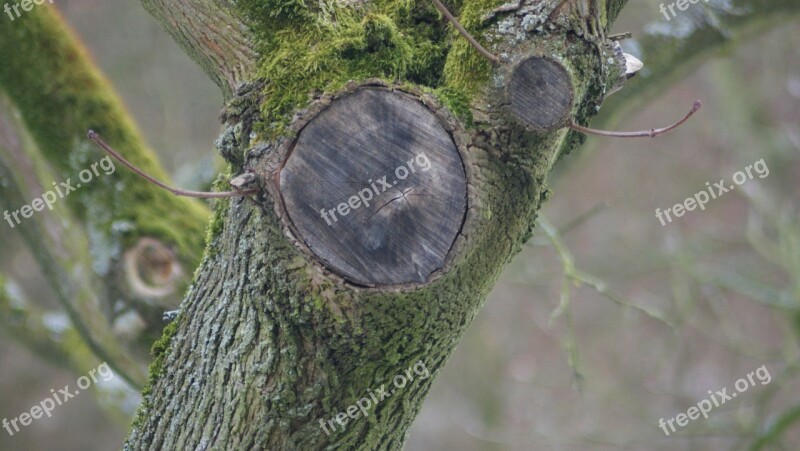 Annual Rings Branch Sawed Off Log Tree