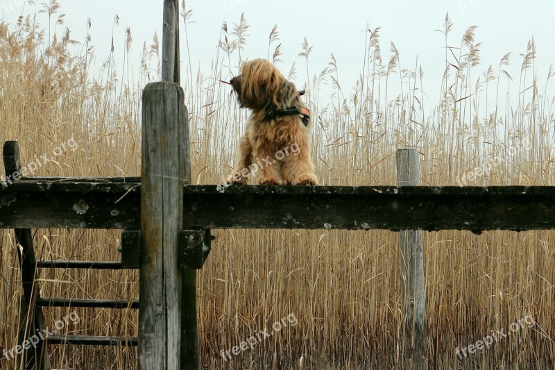 Web Boardwalk Reed Animal Dog