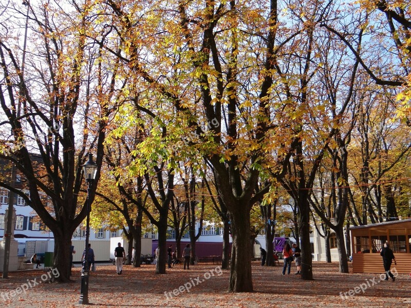 Autumn Trees Leaves Trees Colorful Leaf