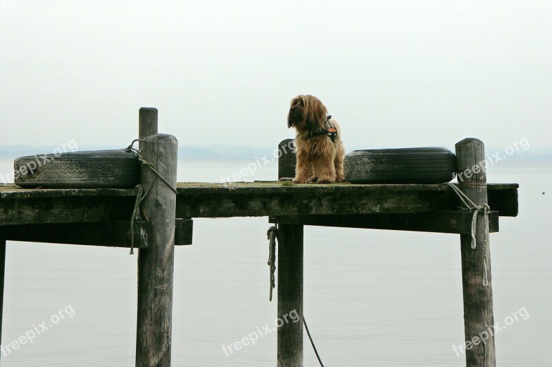 Web Boardwalk Water Animal Dog