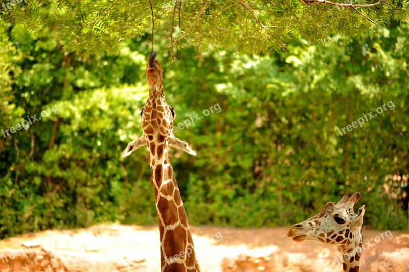 Giraffe Wildlife Animal Zoo African