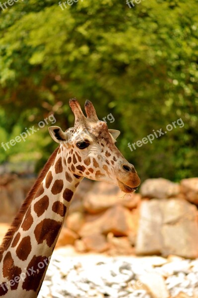 Giraffe Wildlife Animal Zoo African