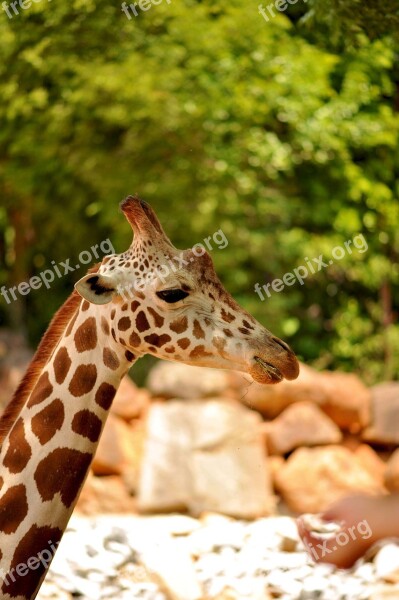 Giraffe Wildlife Animal Zoo African