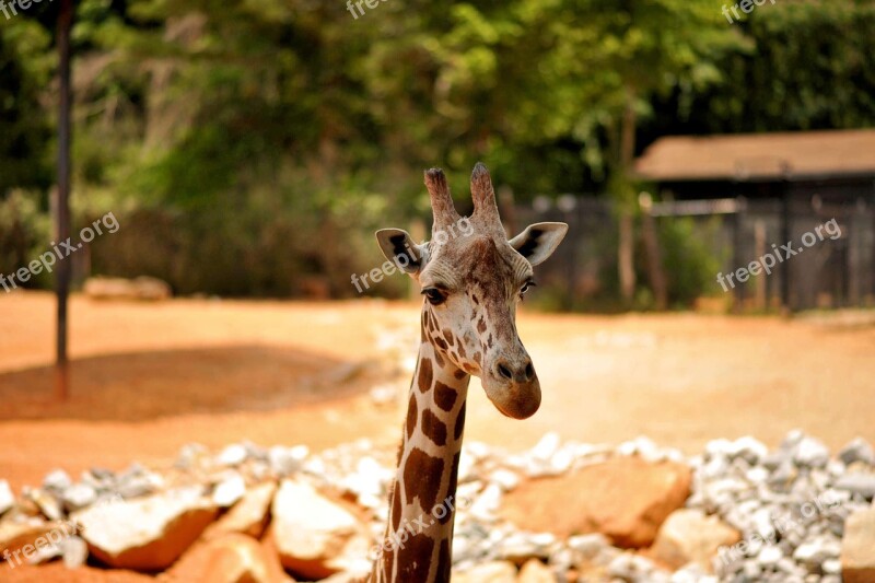 Giraffe Wildlife Animal Zoo African