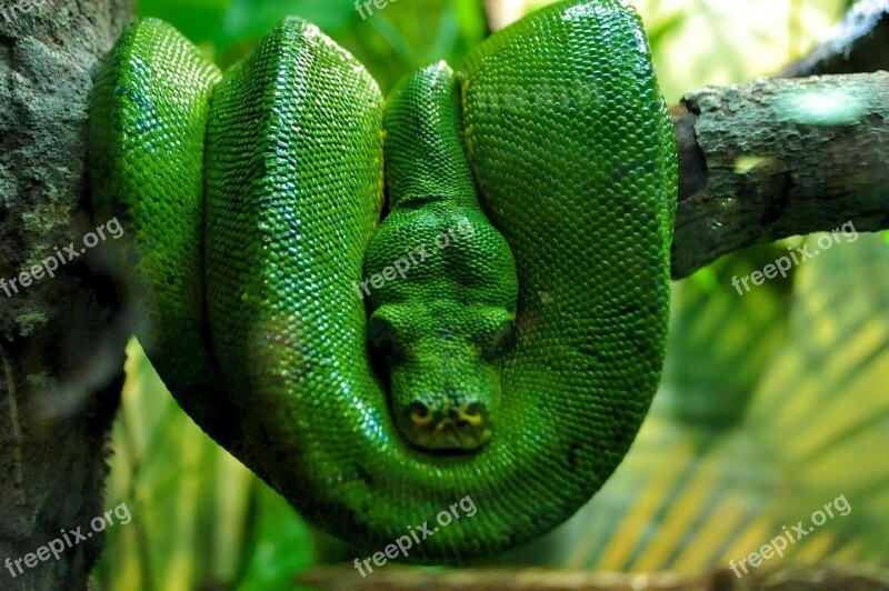 Green Boa Boa Nature Reptile Snake