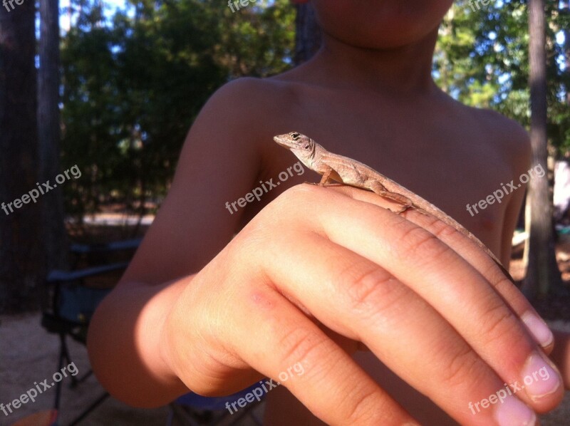 Lizard Hand Florida Reptile Scales