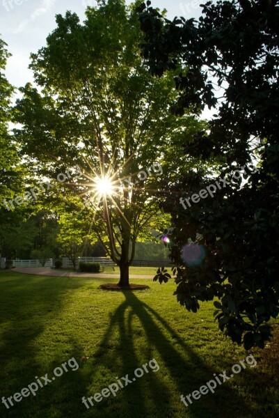 Tree Evening Outside Beautiful Lighting