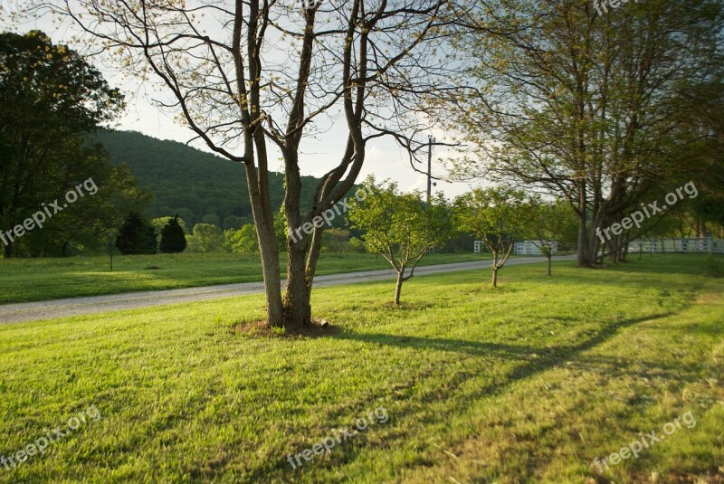 Trees Evening Outside Beautiful Lighting