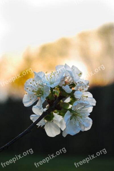 Cherry Blossom Nature June Tree