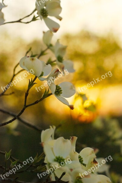 Dogwood Tree Georgia Sunset Country