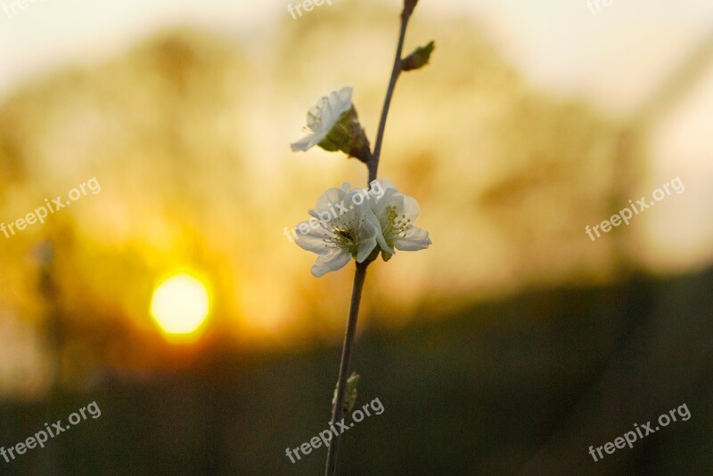 Cherry Blossom Nature June Tree