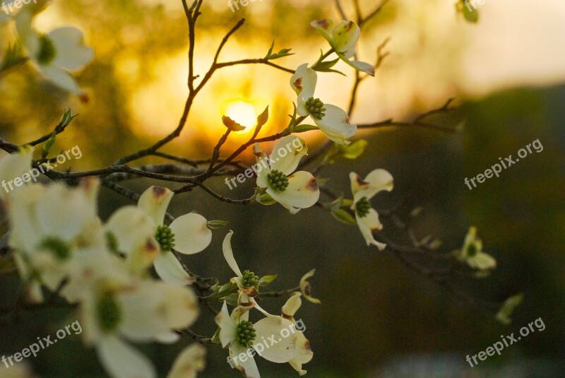 Dogwood Tree Georgia Sunset Country