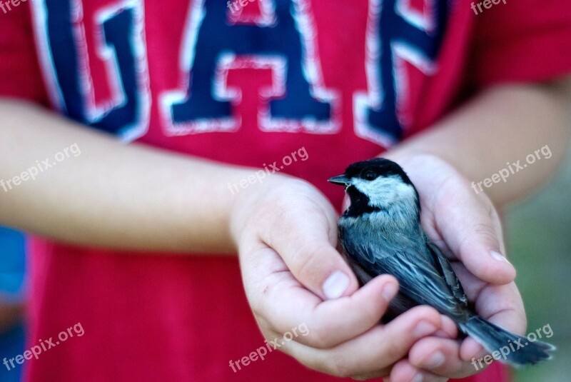 Bird Safety Rescue Birds Chickadee