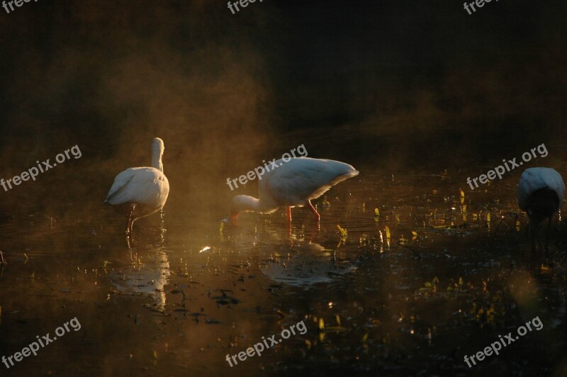 Fowl Water Stork Bird Long