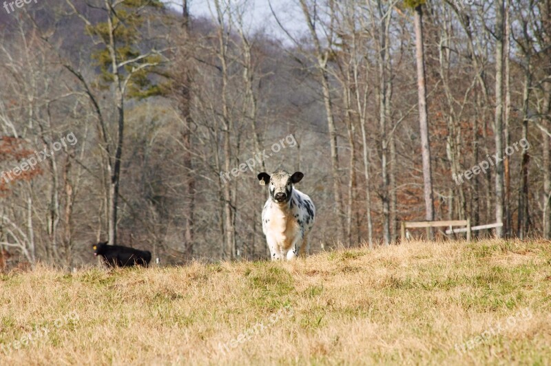 Cow Calf Agriculture Animal Cattle