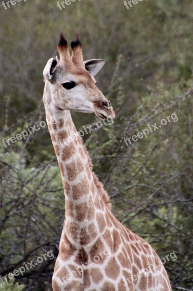 Giraffe Neck Animal Safari Head