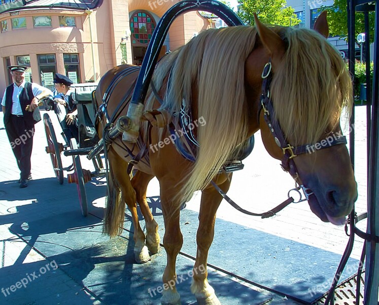 Horse Animal Carriage Kuopio Finnish