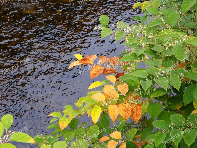 Fall Leaves Autumn Leaves Plant Colorful