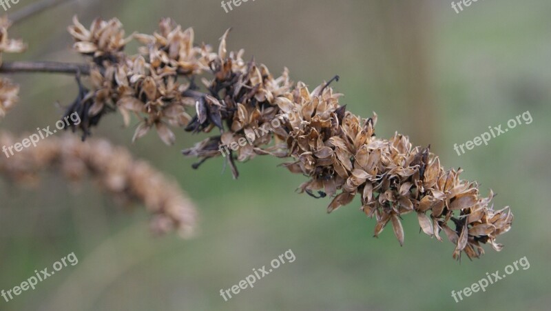 Inflorescence Blossom Bloom Getrcknet Brown