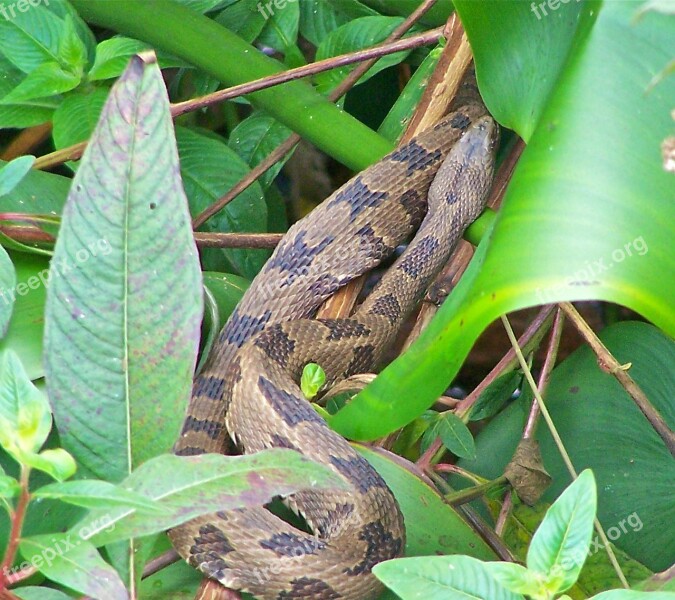 Snake Nature Green Wildlife Close-up